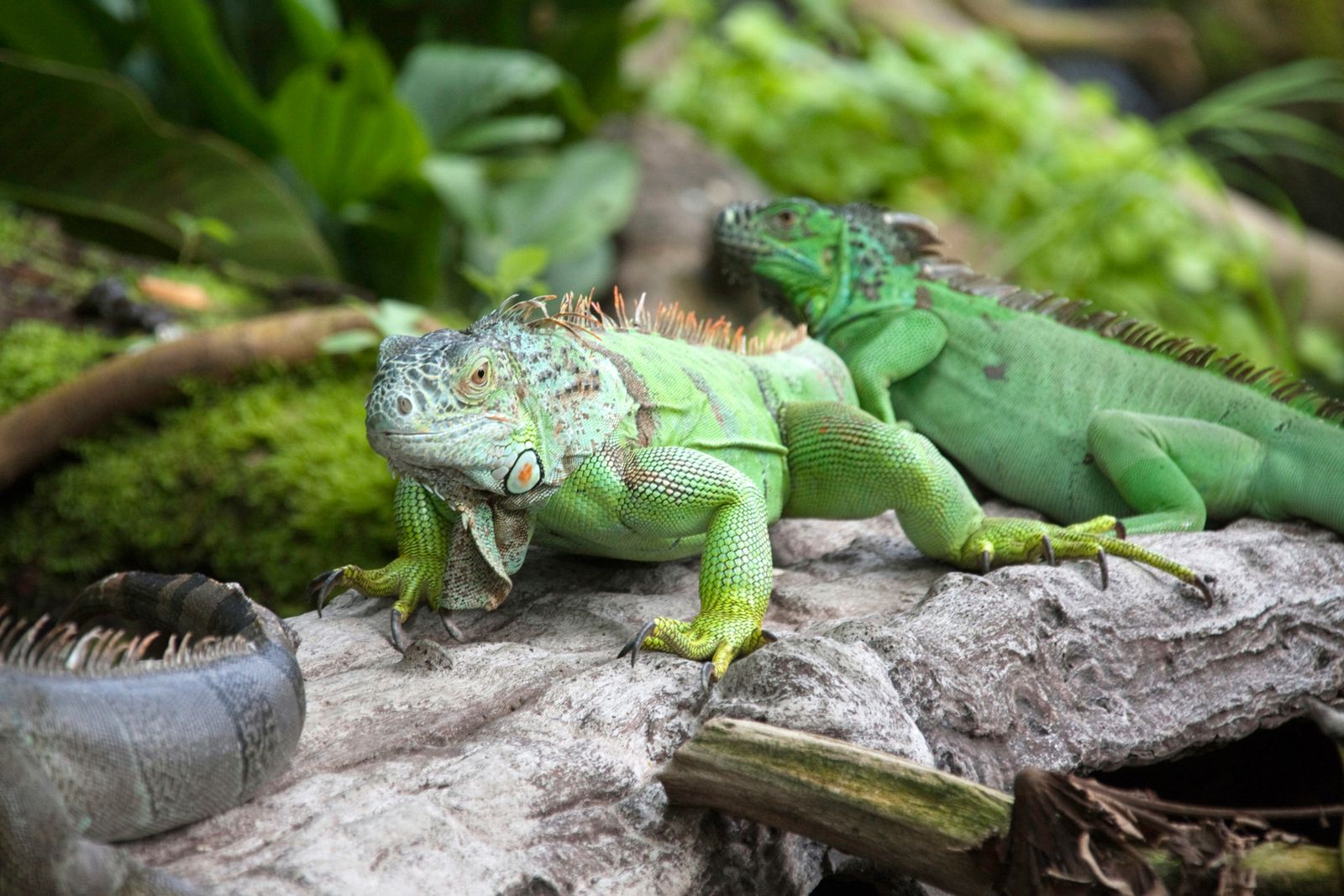 iguana verde xl