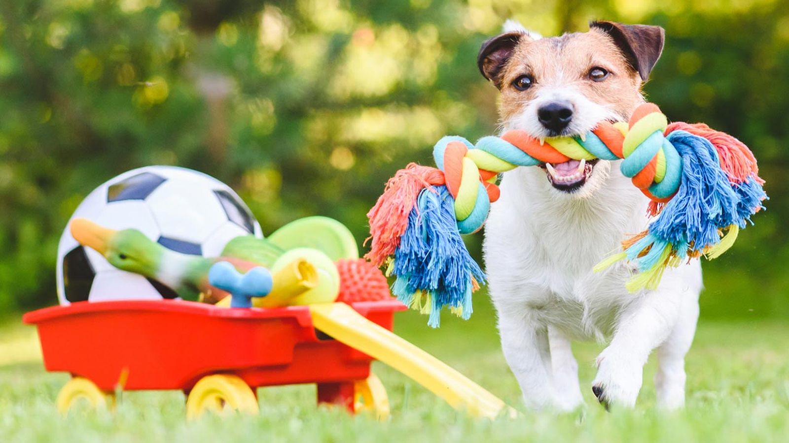 articulos mascotas felices 7 juguetes perro articulos mascotas felices 7 juguetes perro