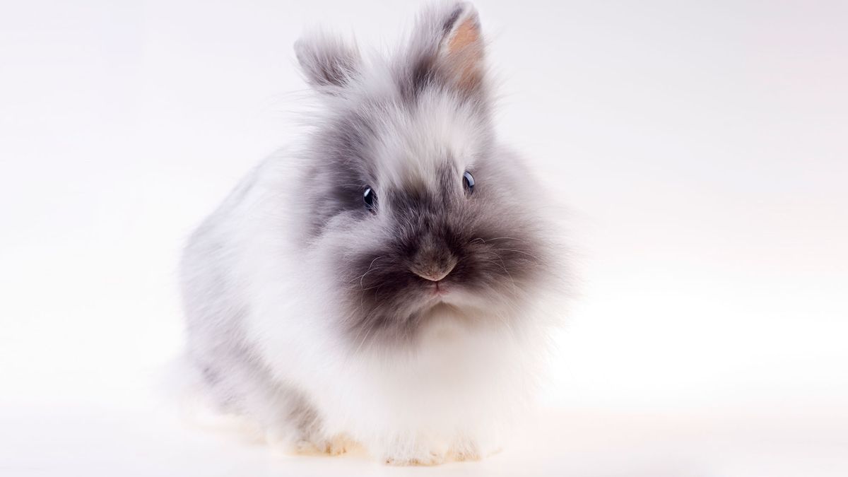 conejo angora caracteristicas