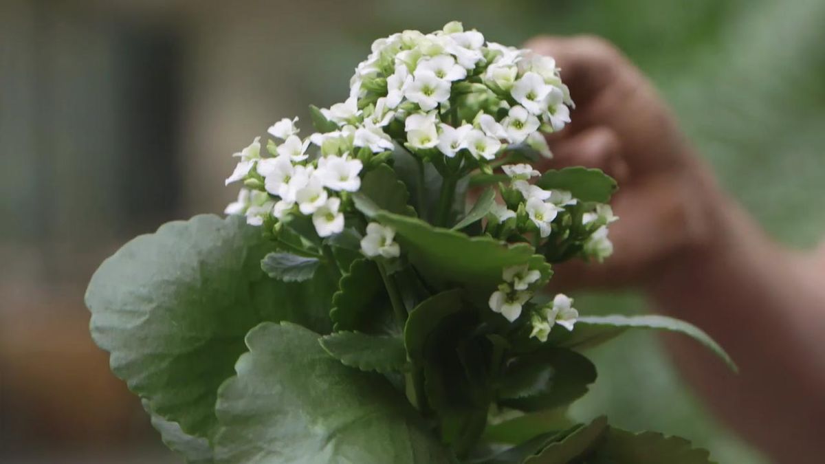 brico 1020 jardin kalanchoe flores