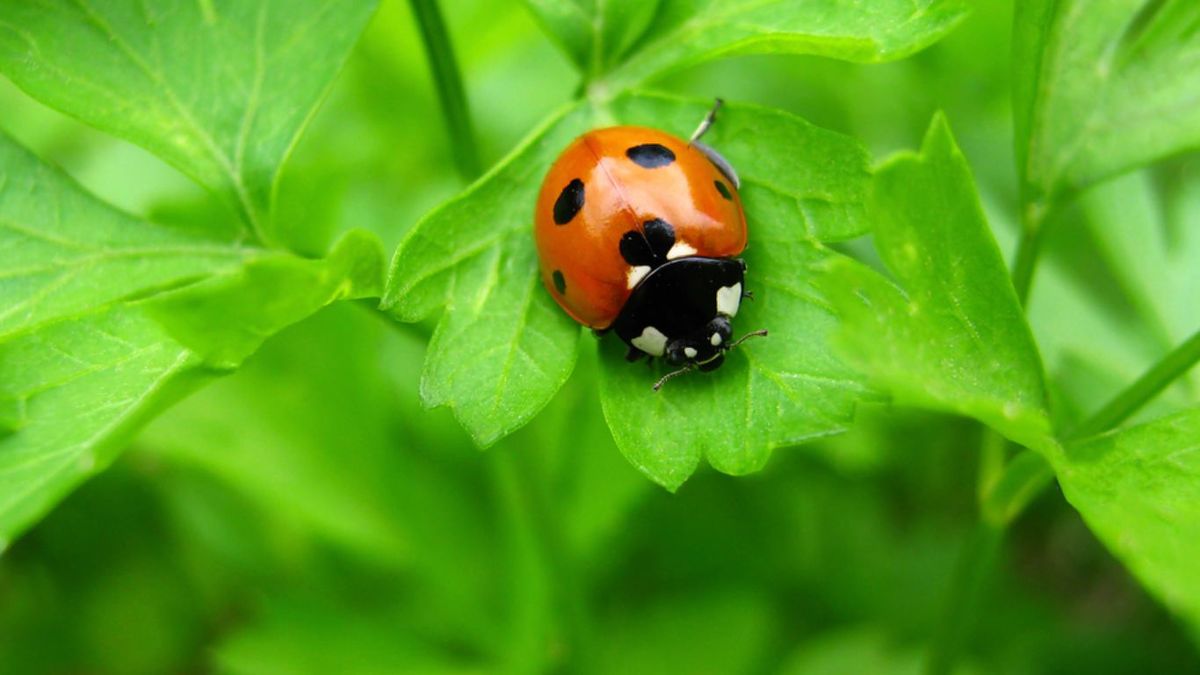 No tomar medidas de precaución de control de plagas