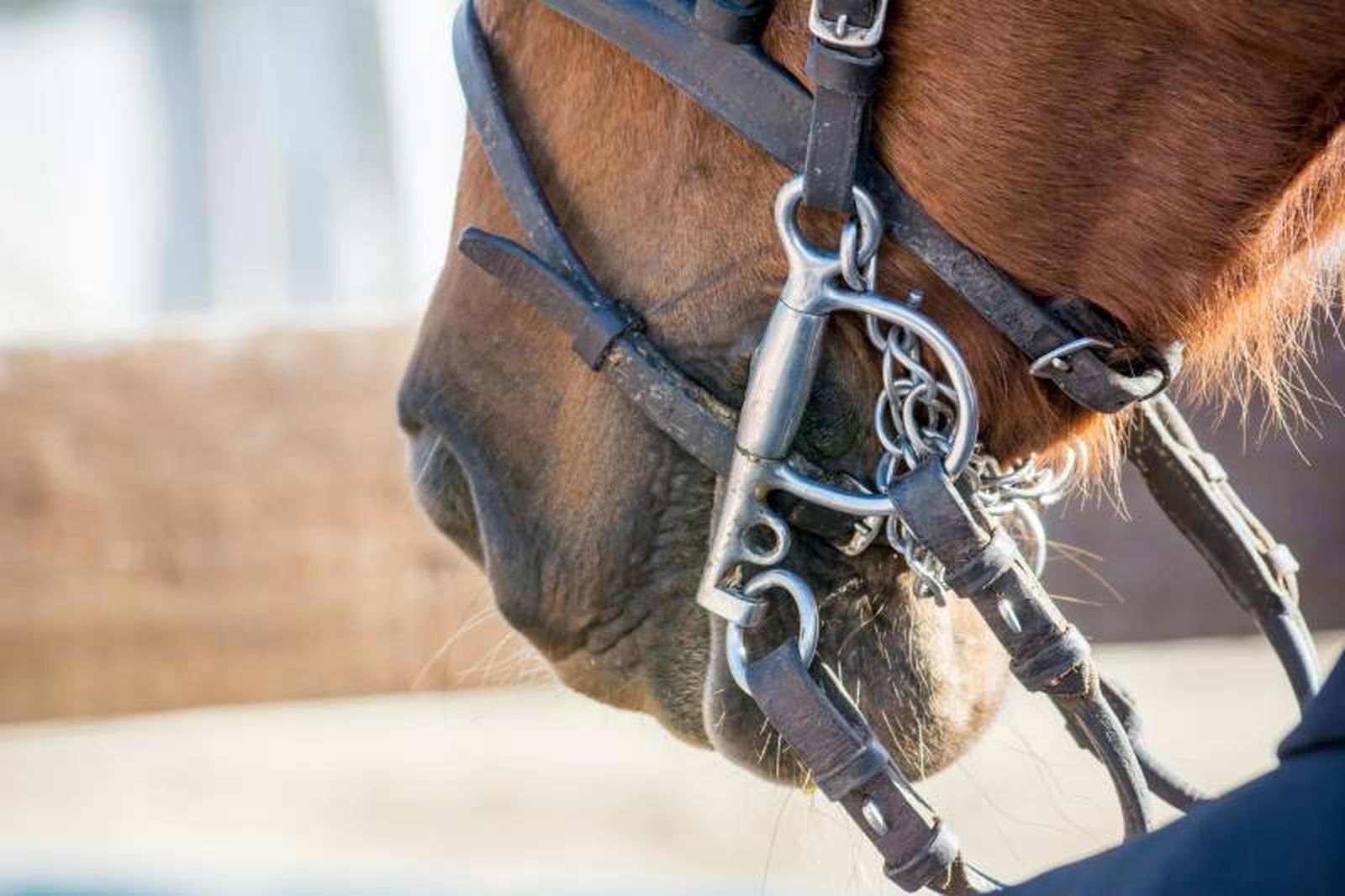 Una correcta identificación permite garantizar al animal el bienestar y la seguridad que se merece. Una correcta identificación permite garantizar al animal el bienestar y la seguridad que se merece.