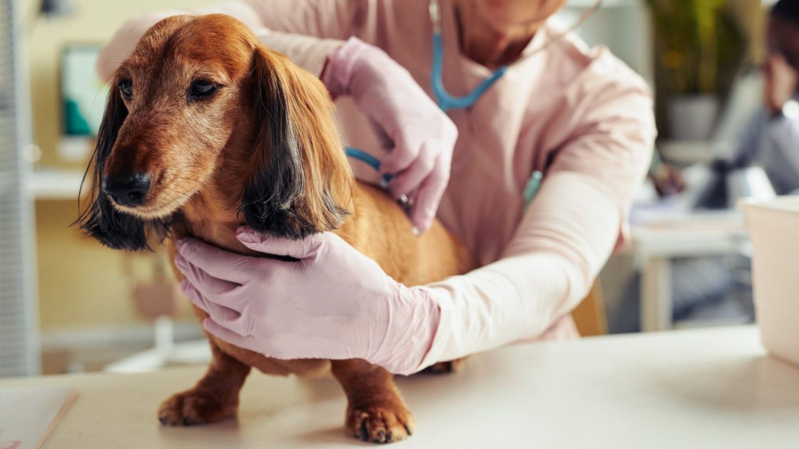 Un perro en el veterinario