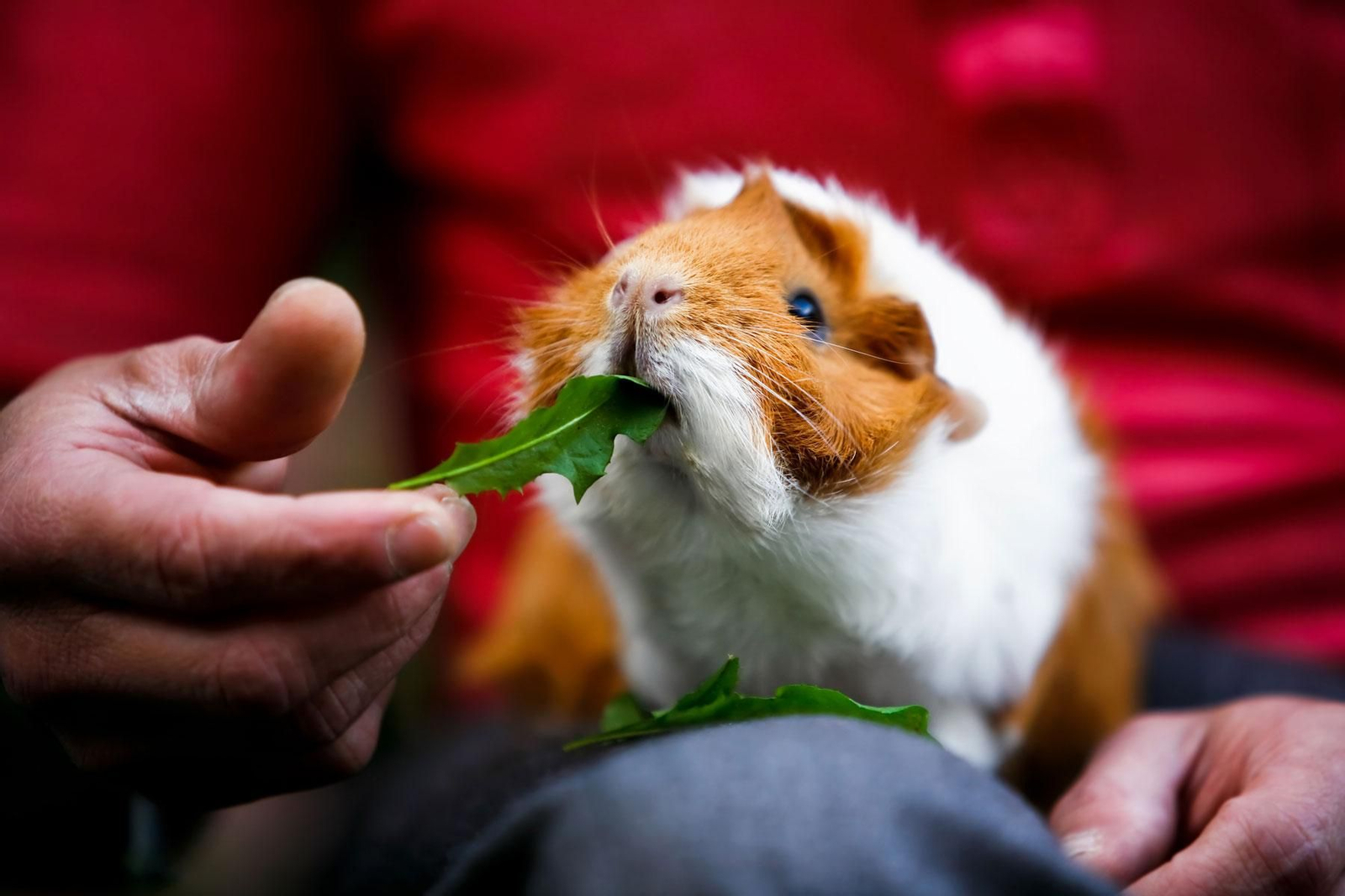 cobaya alimentación