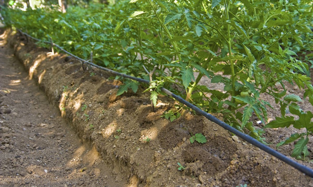 Riego por goteo para la huerta
