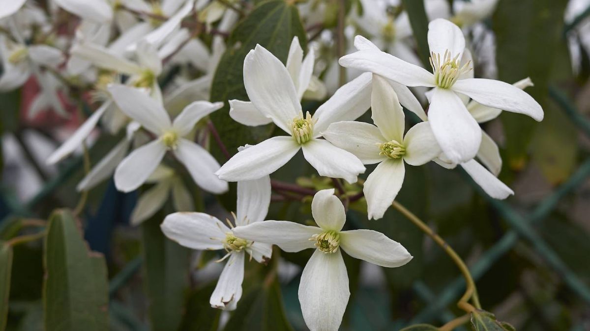 Plantas trepadoras aptas para mascotas: Clemátide