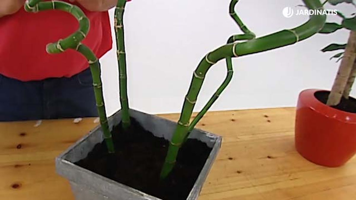 trasplante bambu de la suerte a tierra brico 276 jardinatis