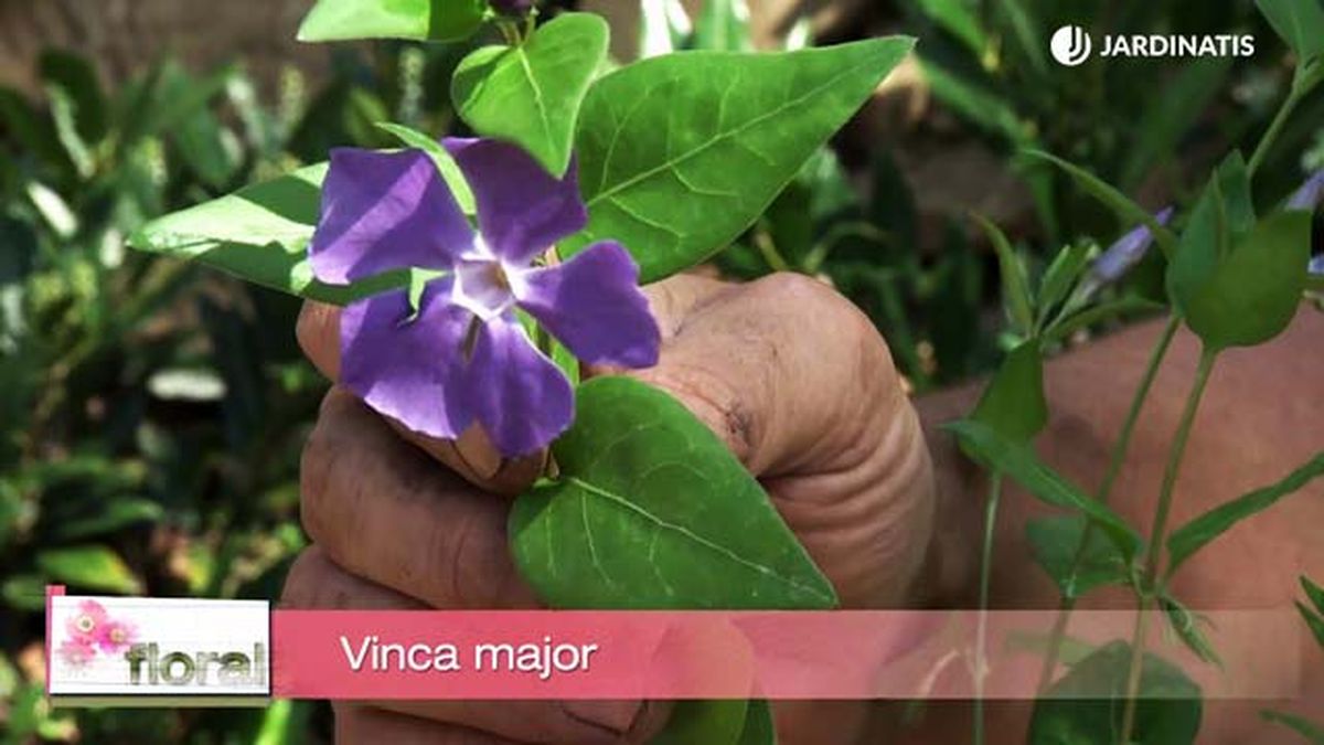 deco 733 jardineria variedades vinca major