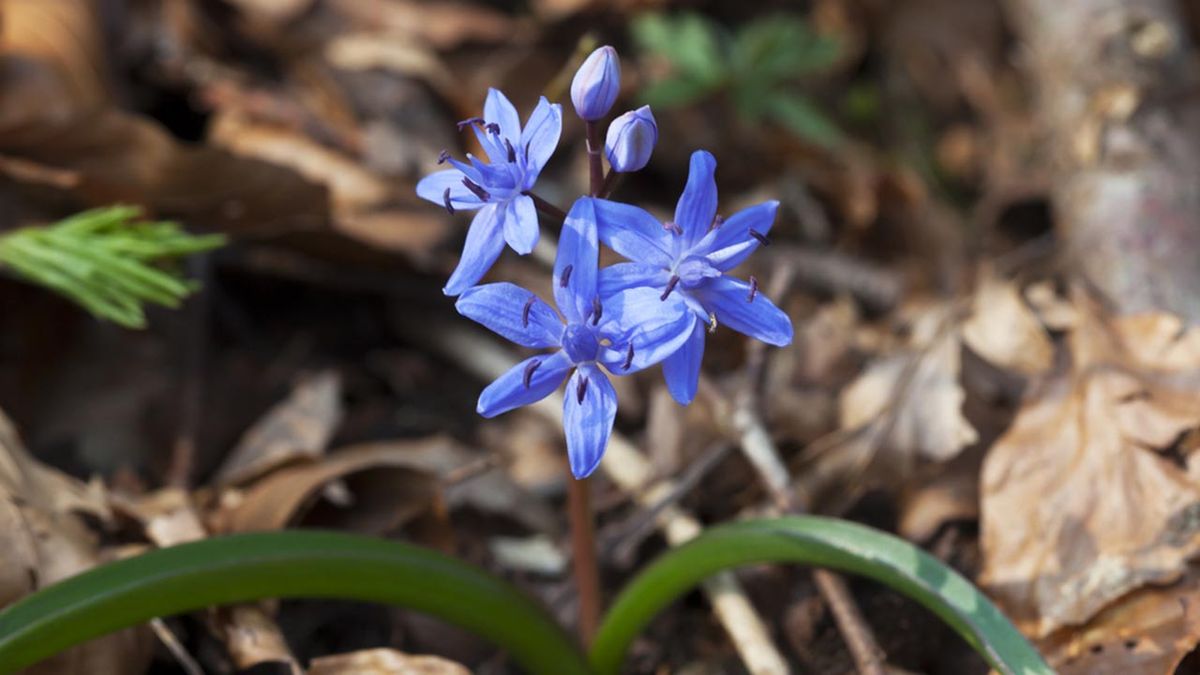 bulbo scilla siberca plantar otono