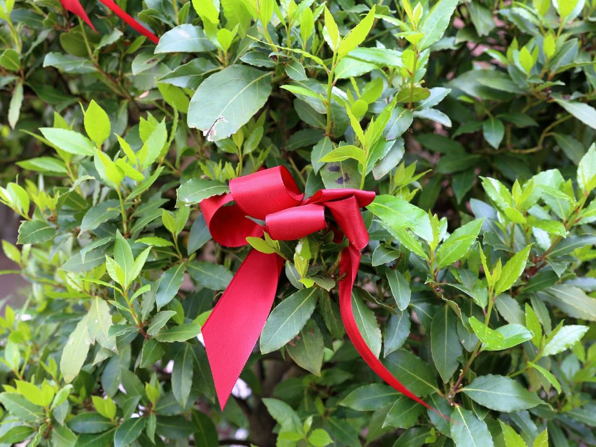 Listón rojo en arbusto.