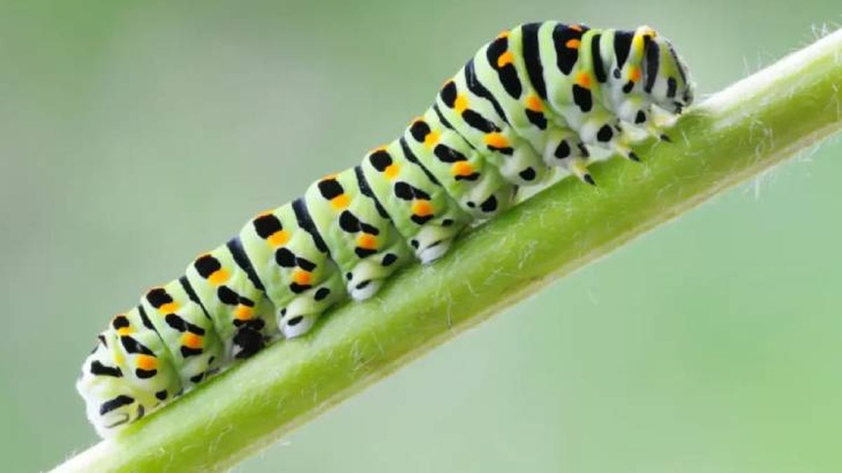 animales que empiezan por o oruga (1)