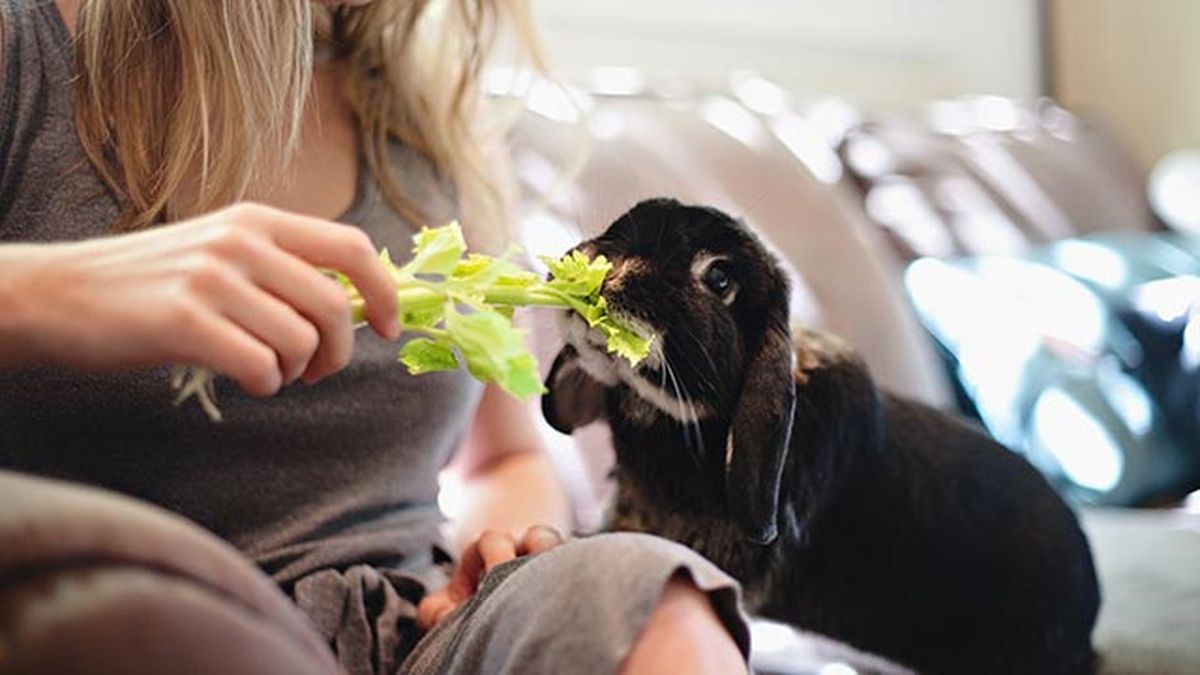cuidados conejo mascota apio
