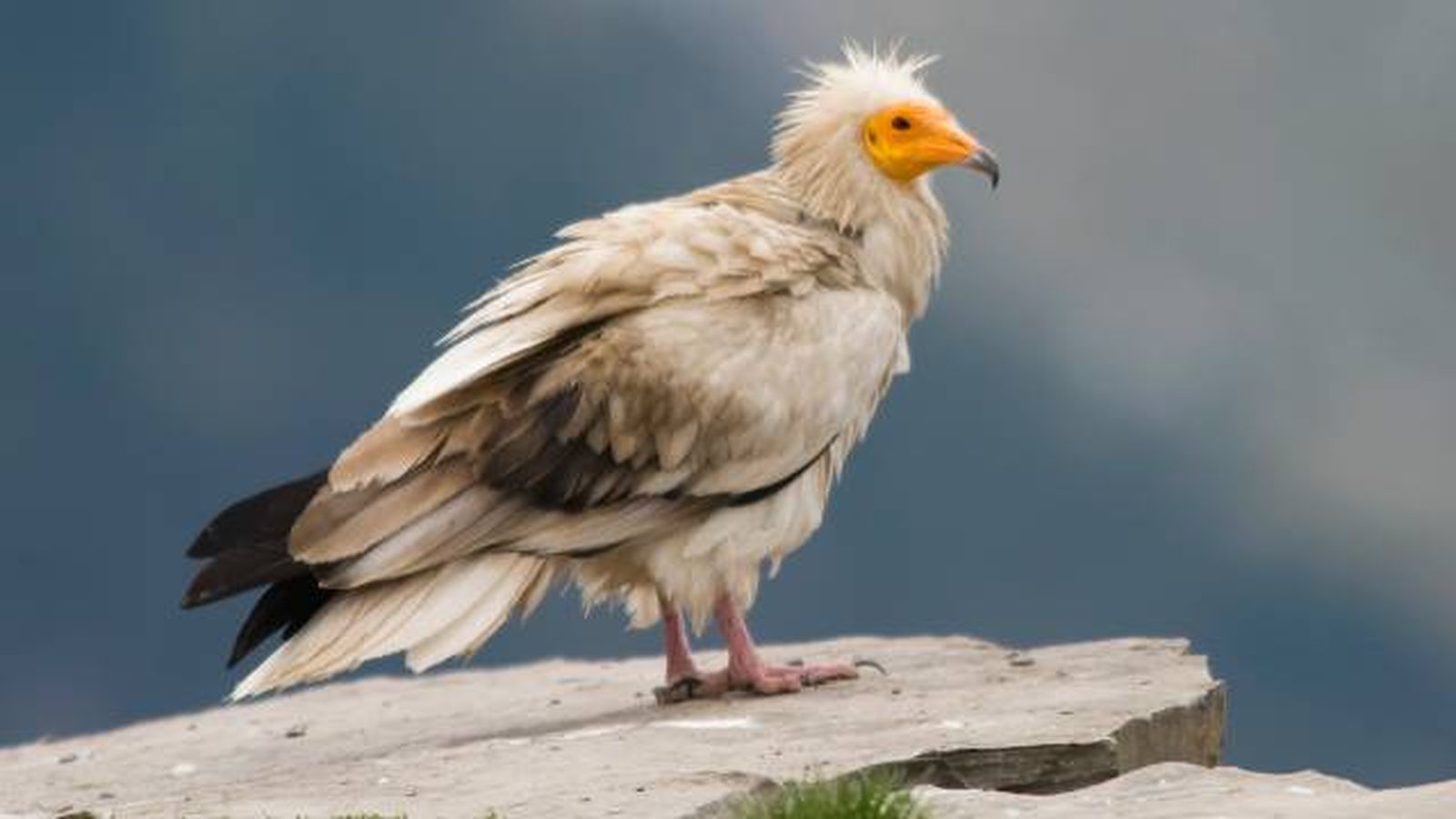 aves rapaces buitres en espana alimoche comun Neophron percnopterus aves rapaces buitres en espana alimoche comun Neophron percnopterus