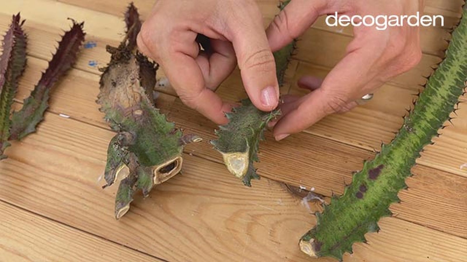 revivir cactus decorar maceta decoupage paso 2 revivir cactus decorar maceta decoupage paso 2