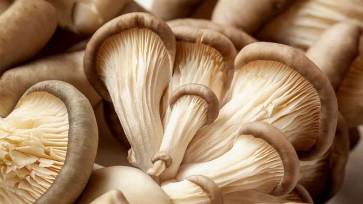 Pleurotus ostreatus seta de ostra