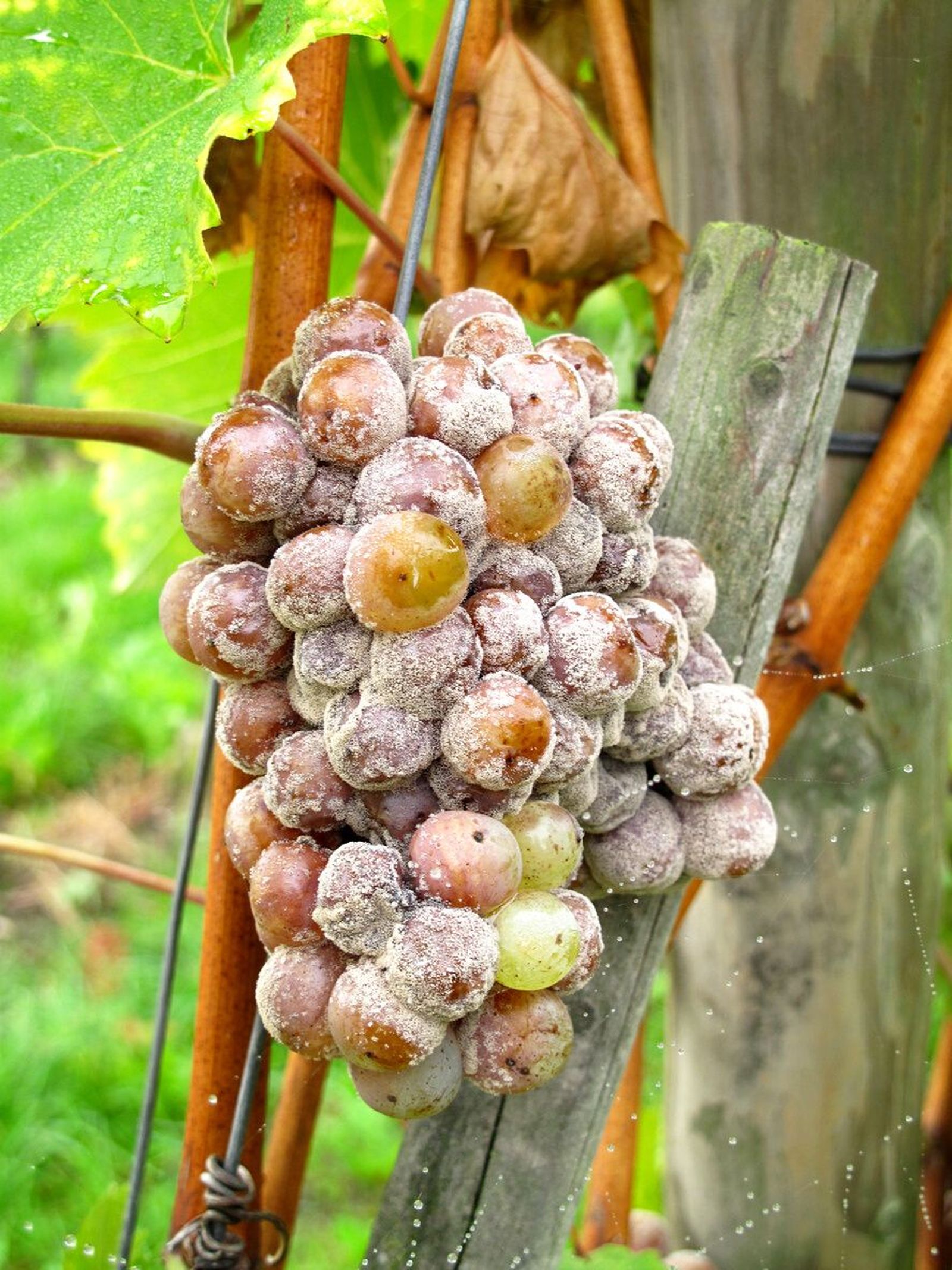 botrytis prevencion de este hongo en las plantas