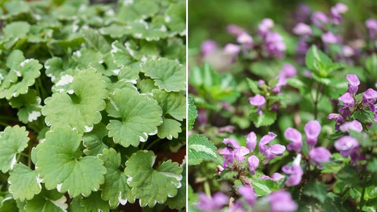 Glechoma hederacea variegata Lamium maculatum
