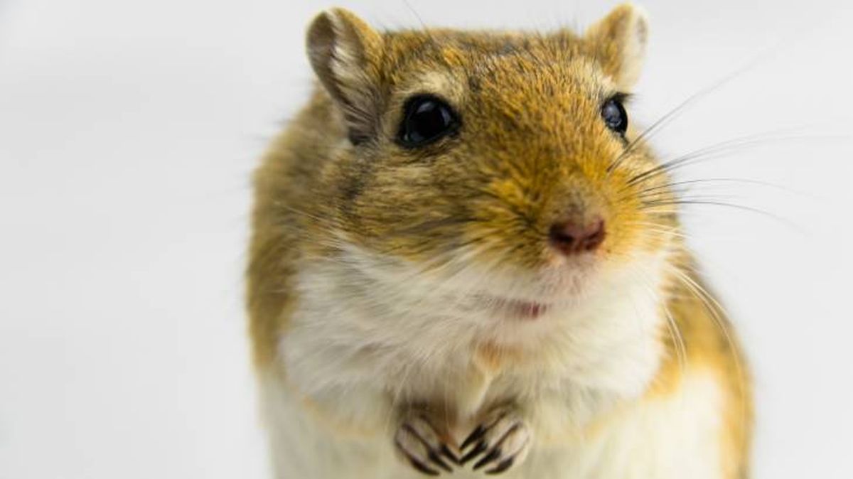 El jerbo de Mongolia es una mascota que requiere pocos cuidados