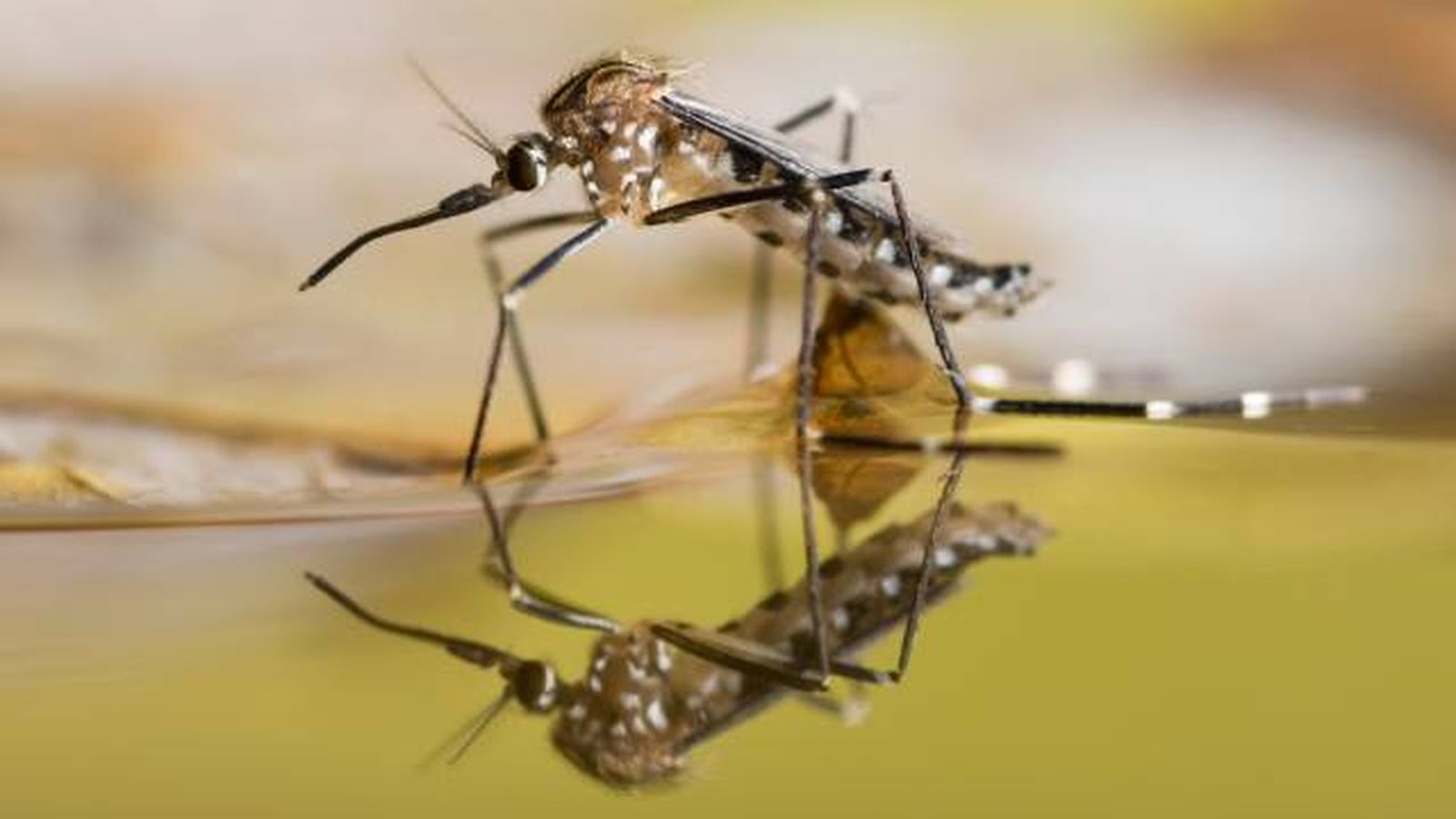 consejos para evitar mosquitos en casa consejos para evitar mosquitos en casa