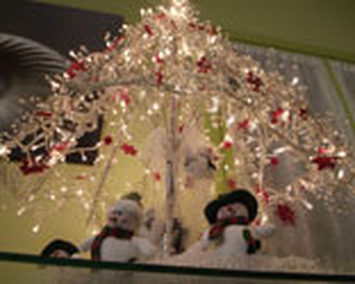 436(85) Abeto paraguas paso21