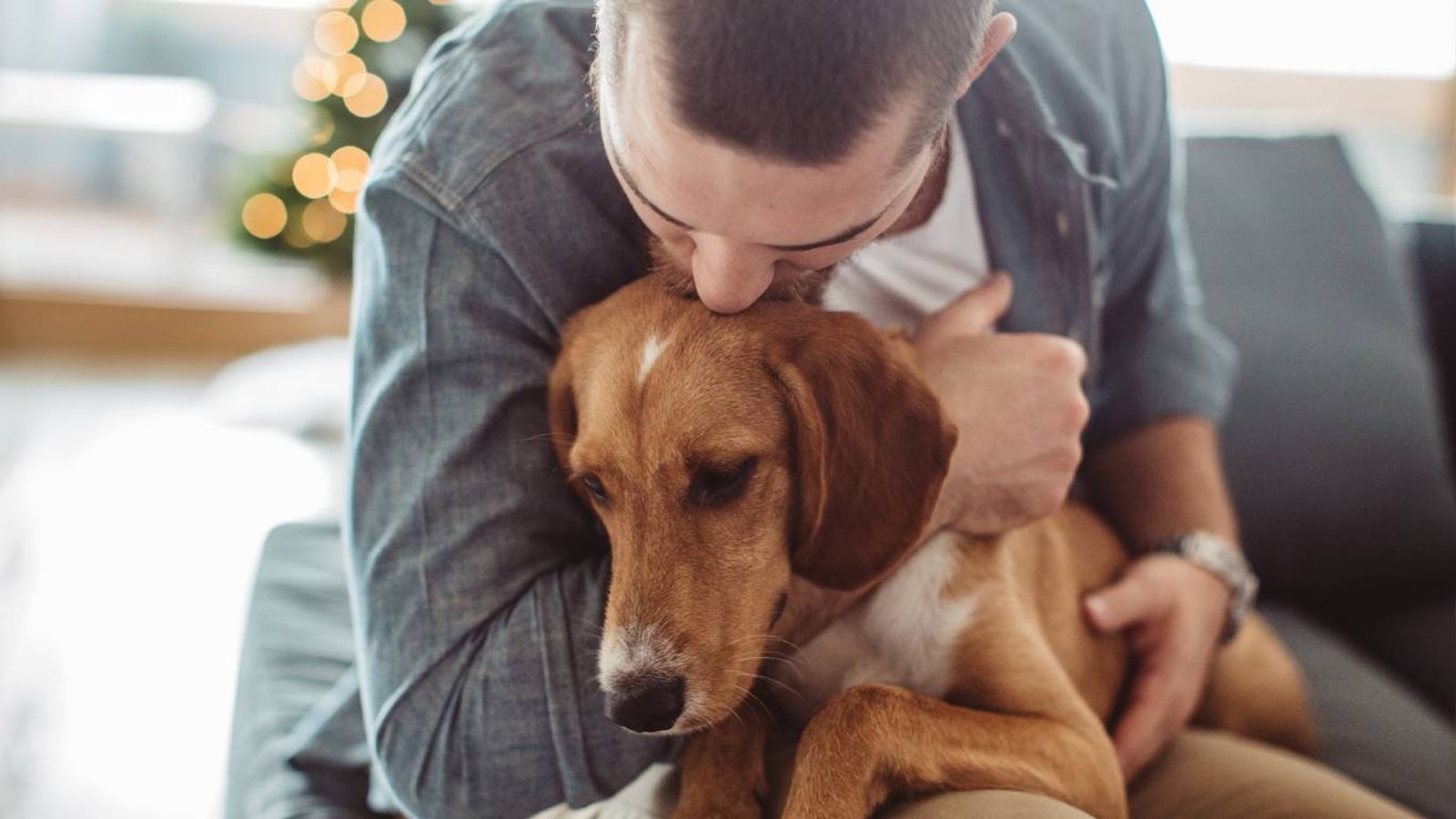 Los perros son sociales por naturaleza y establecen profundos vínculos con los humanos.