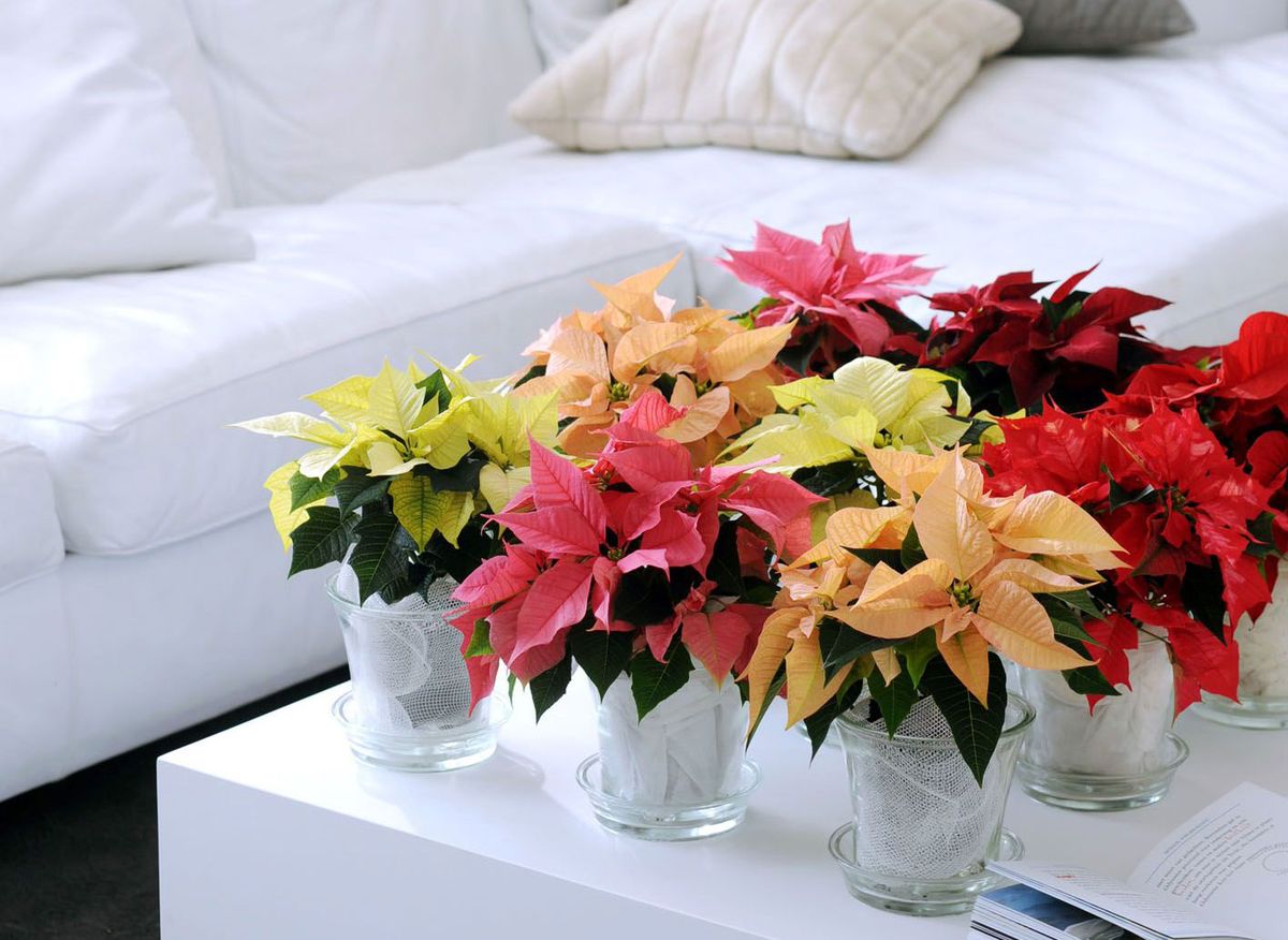 Flor de pascua en el salón