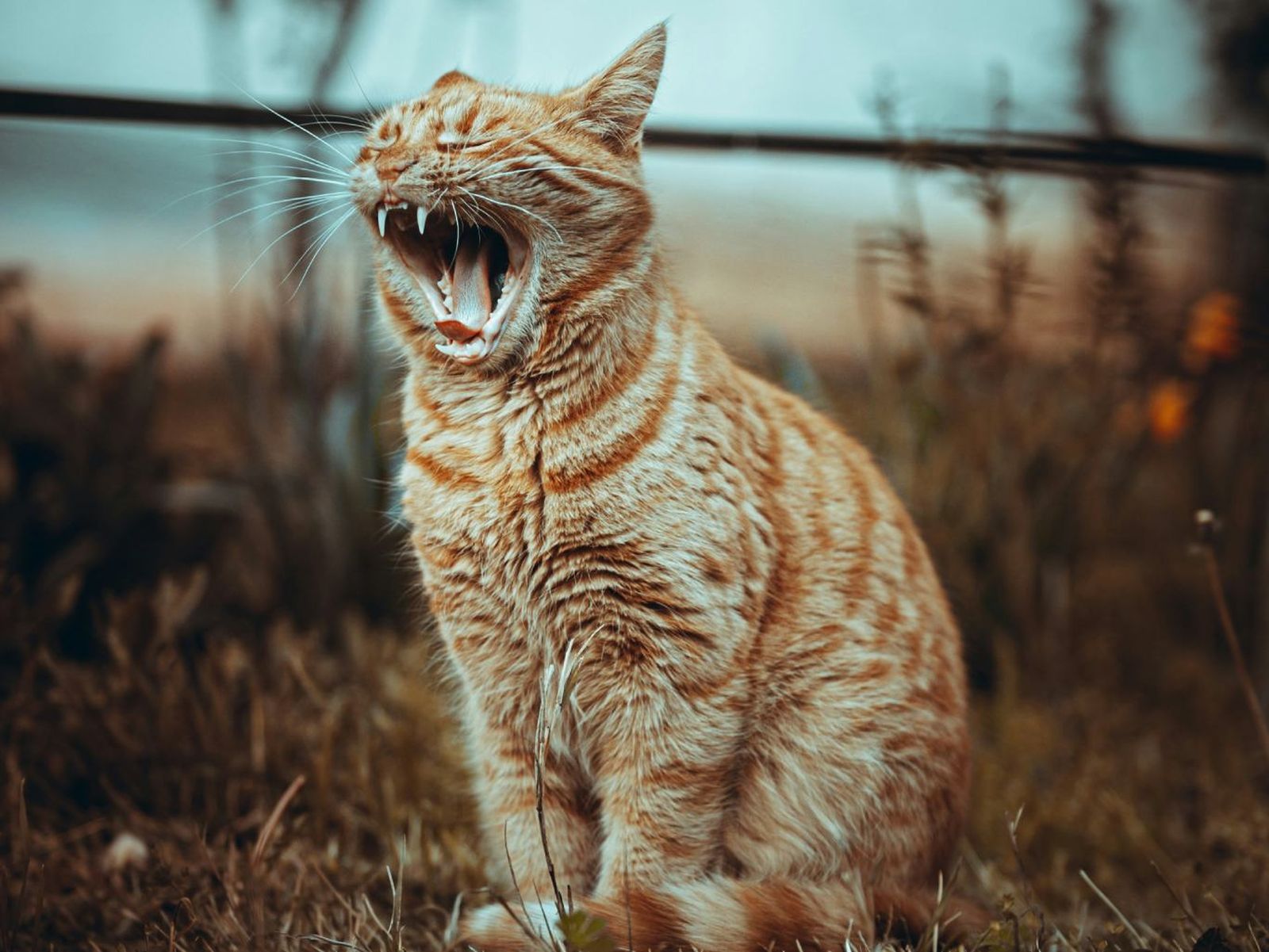 Un gato en el jardín Un gato en el jardín