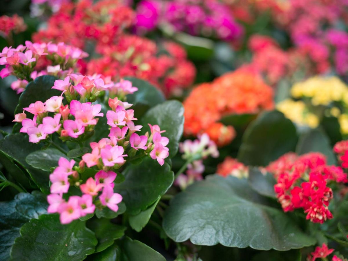 Kalanchoe blossfeldiana.