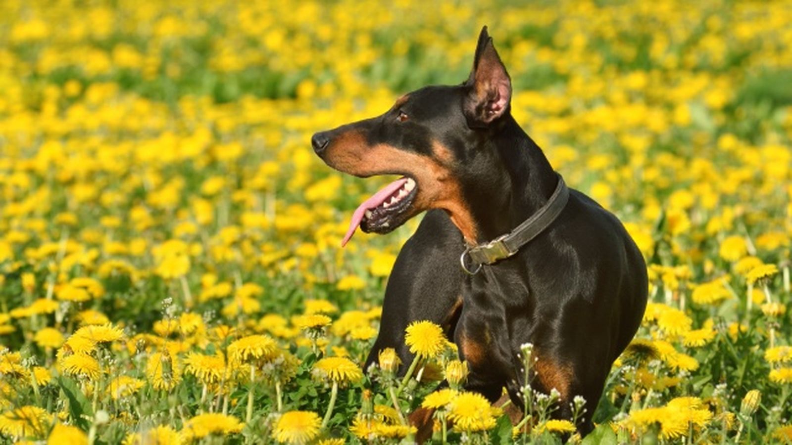 doberman 3 doberman 3