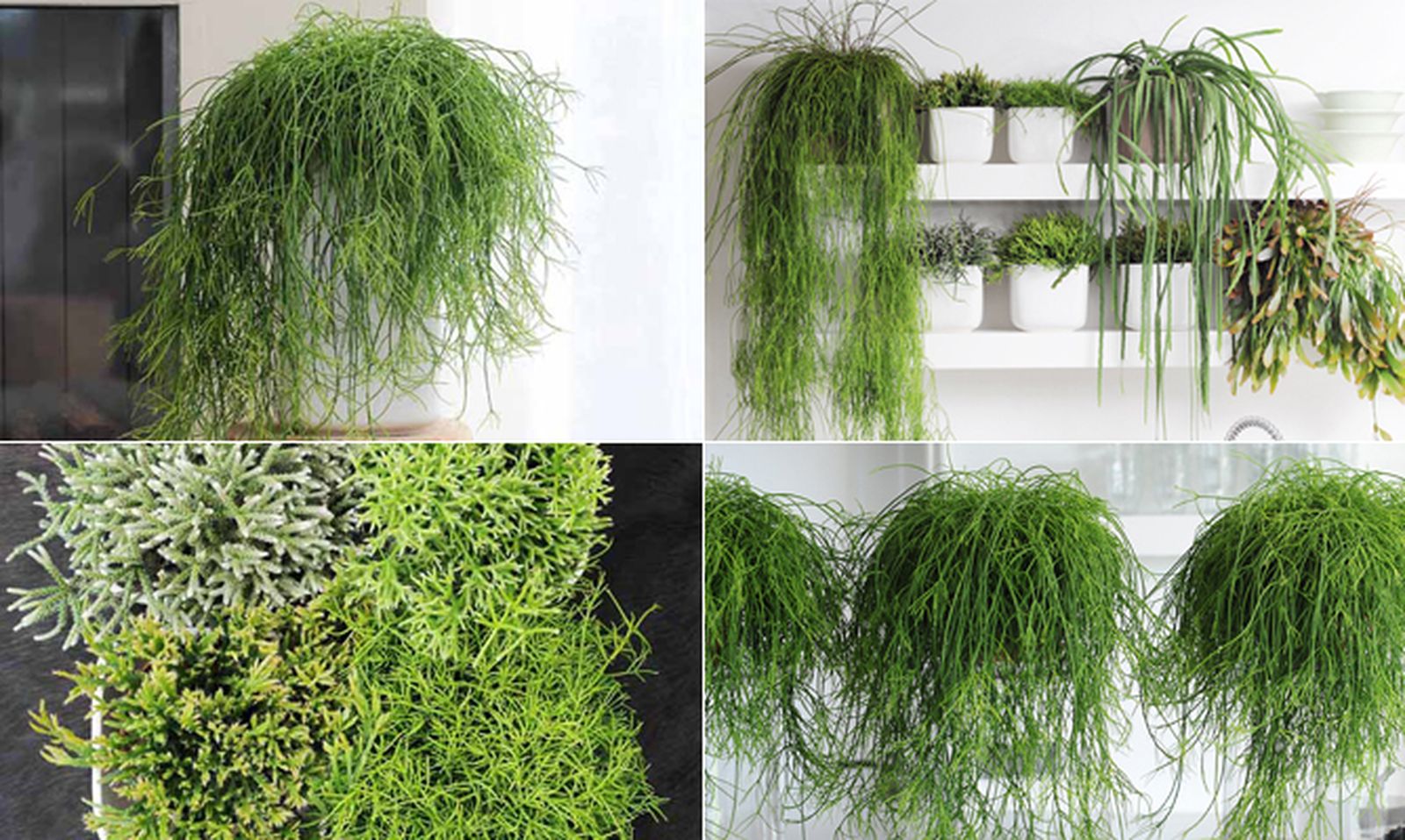 Los rhipsalis