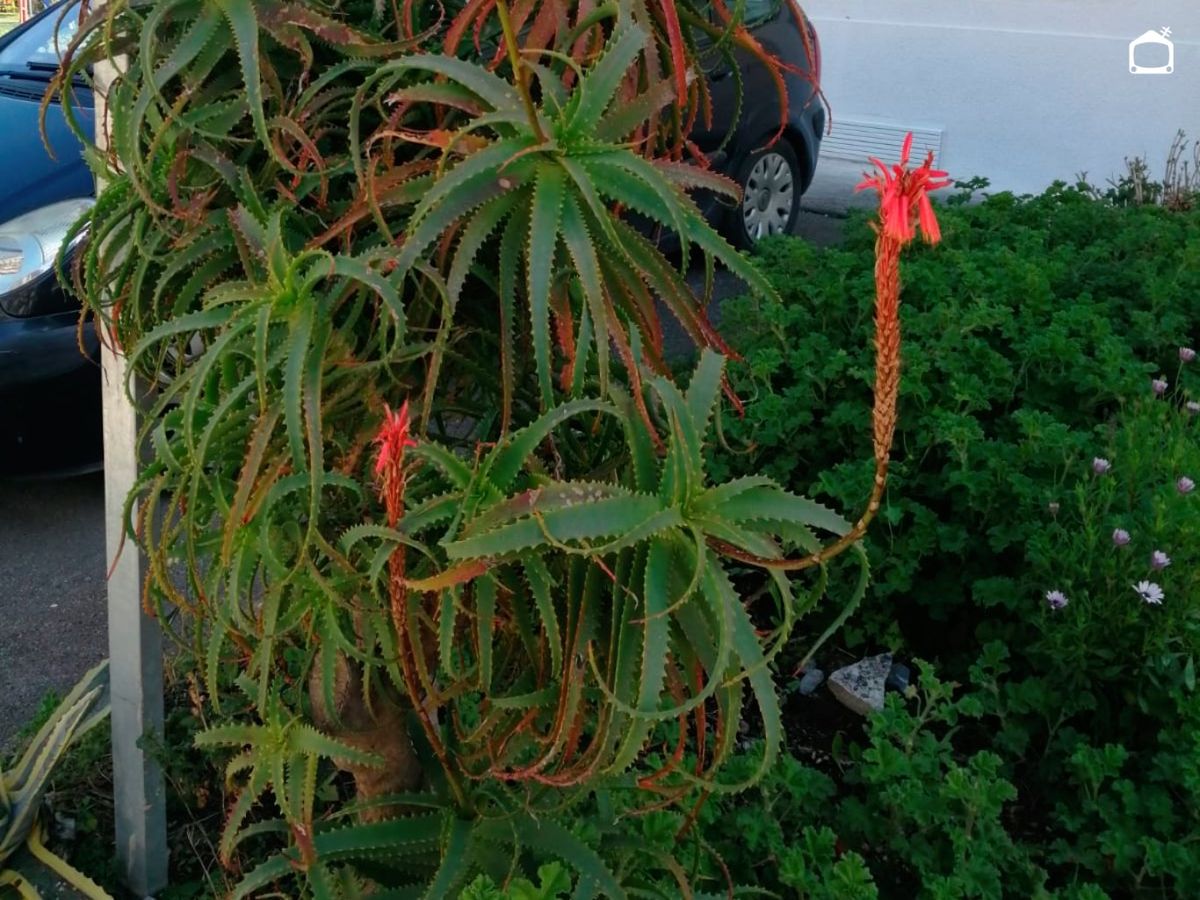 Aloe arborescens.