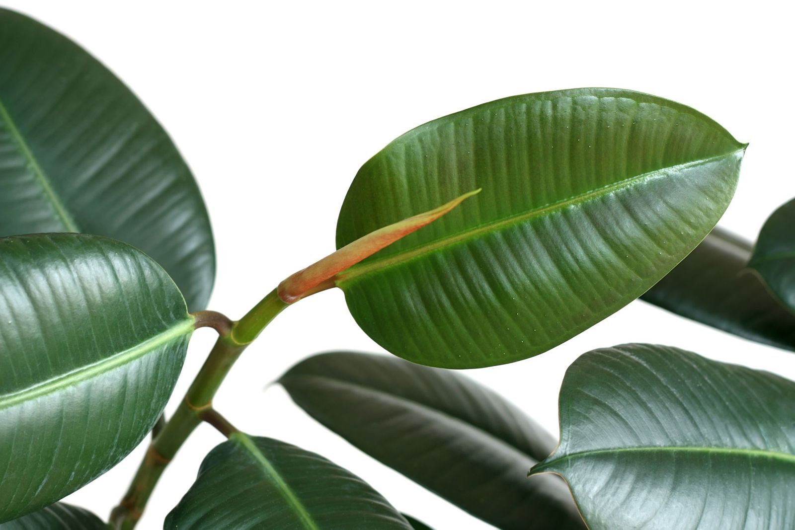 Ficus robusta 06 Ficus robusta 06