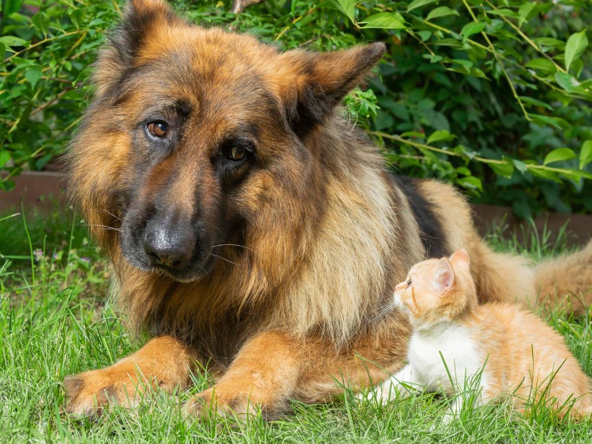 Las razas de perro más inteligentes según el ranking de Stanley Cores.