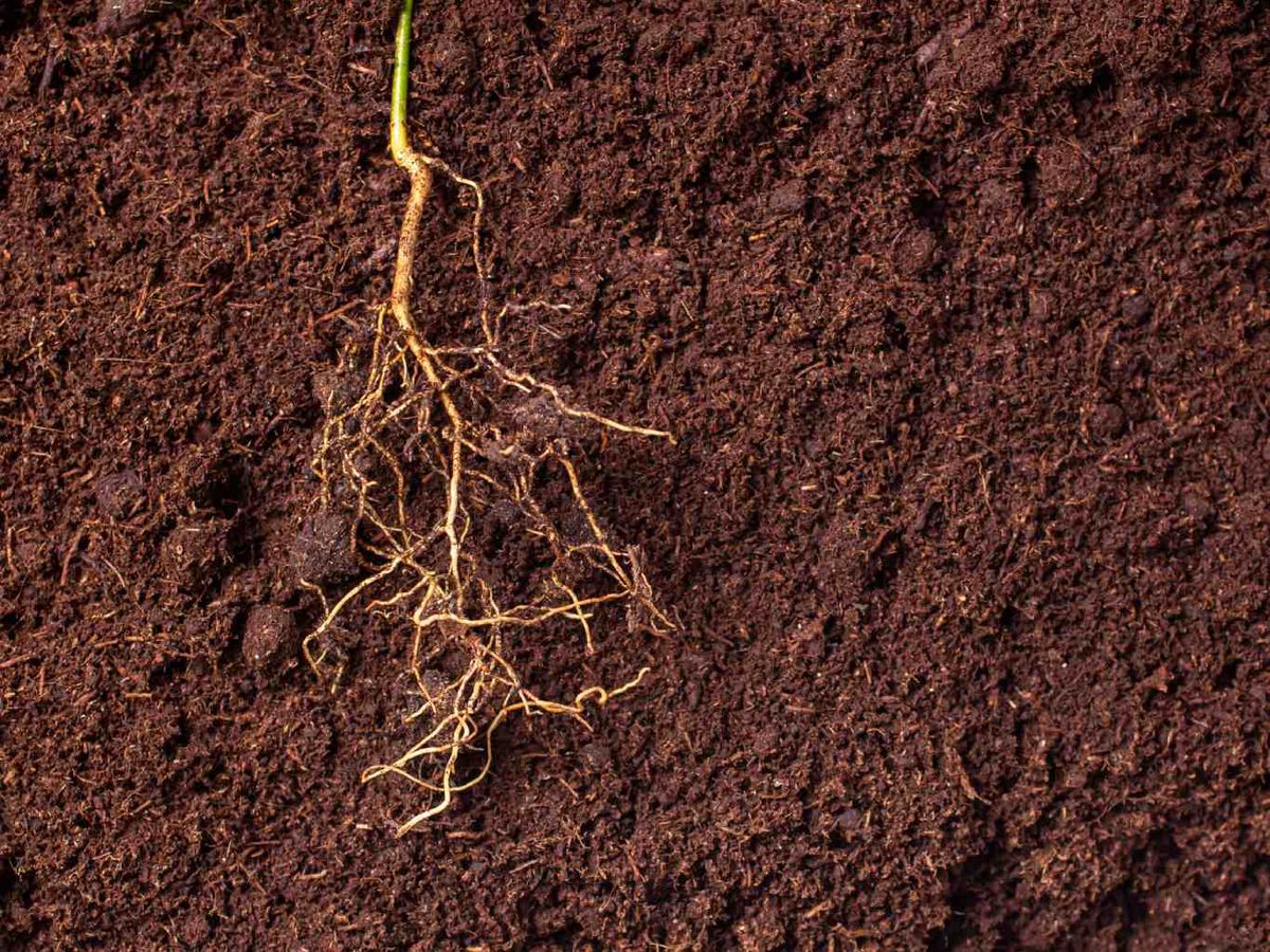 Las raíces liberan sustancias al suelo que influyen en el crecimiento de plantas cercanas.