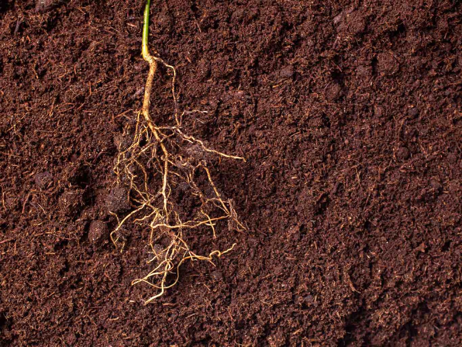 Las raíces liberan sustancias al suelo que influyen en el crecimiento de plantas cercanas. Las raíces liberan sustancias al suelo que influyen en el crecimiento de plantas cercanas.