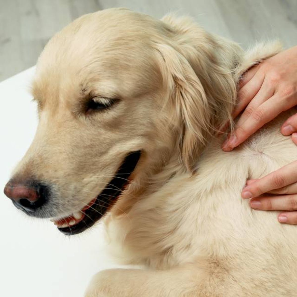 desparasitacion externa perros revision pulgas garrapatas