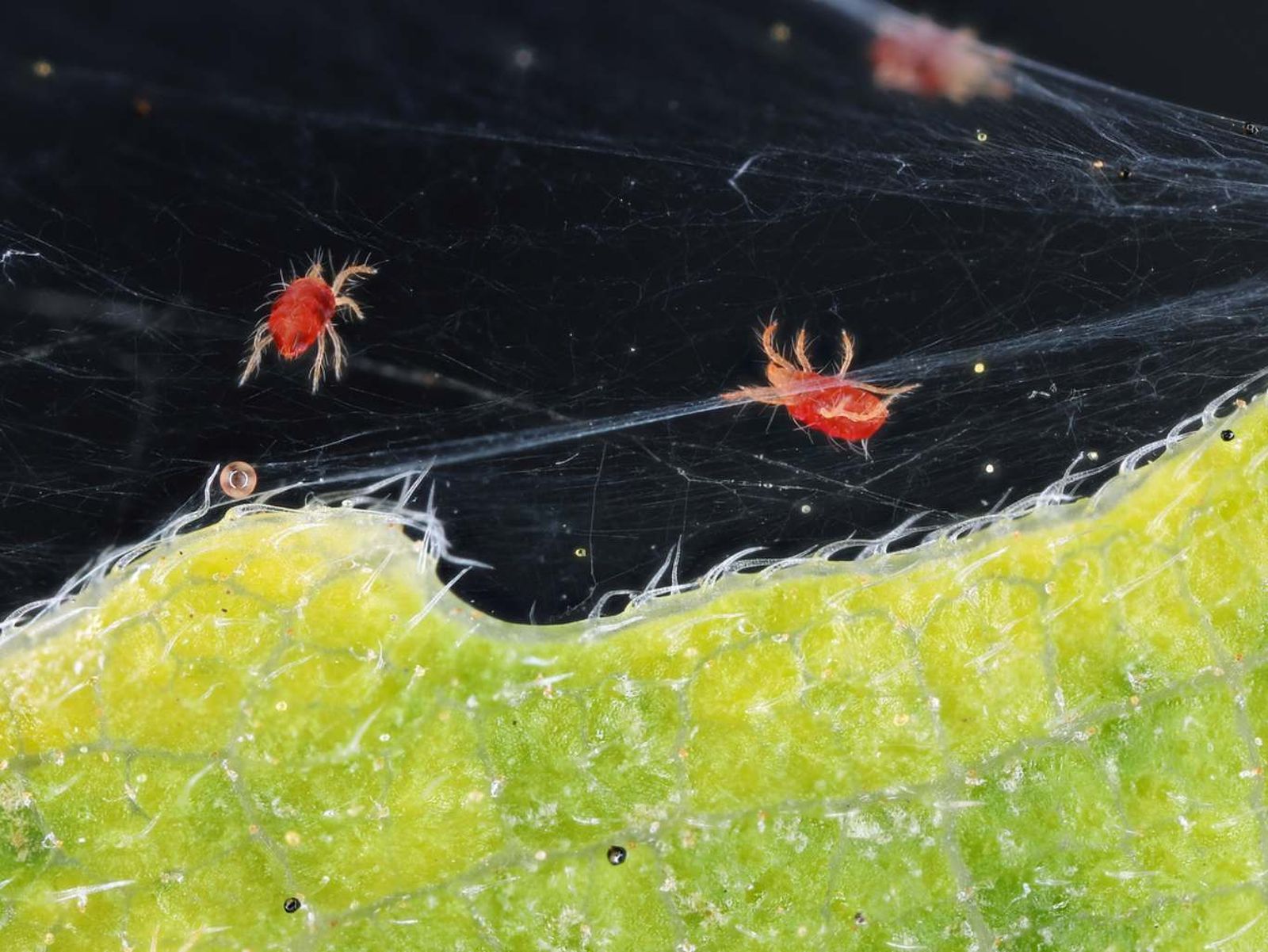 Araña roja.