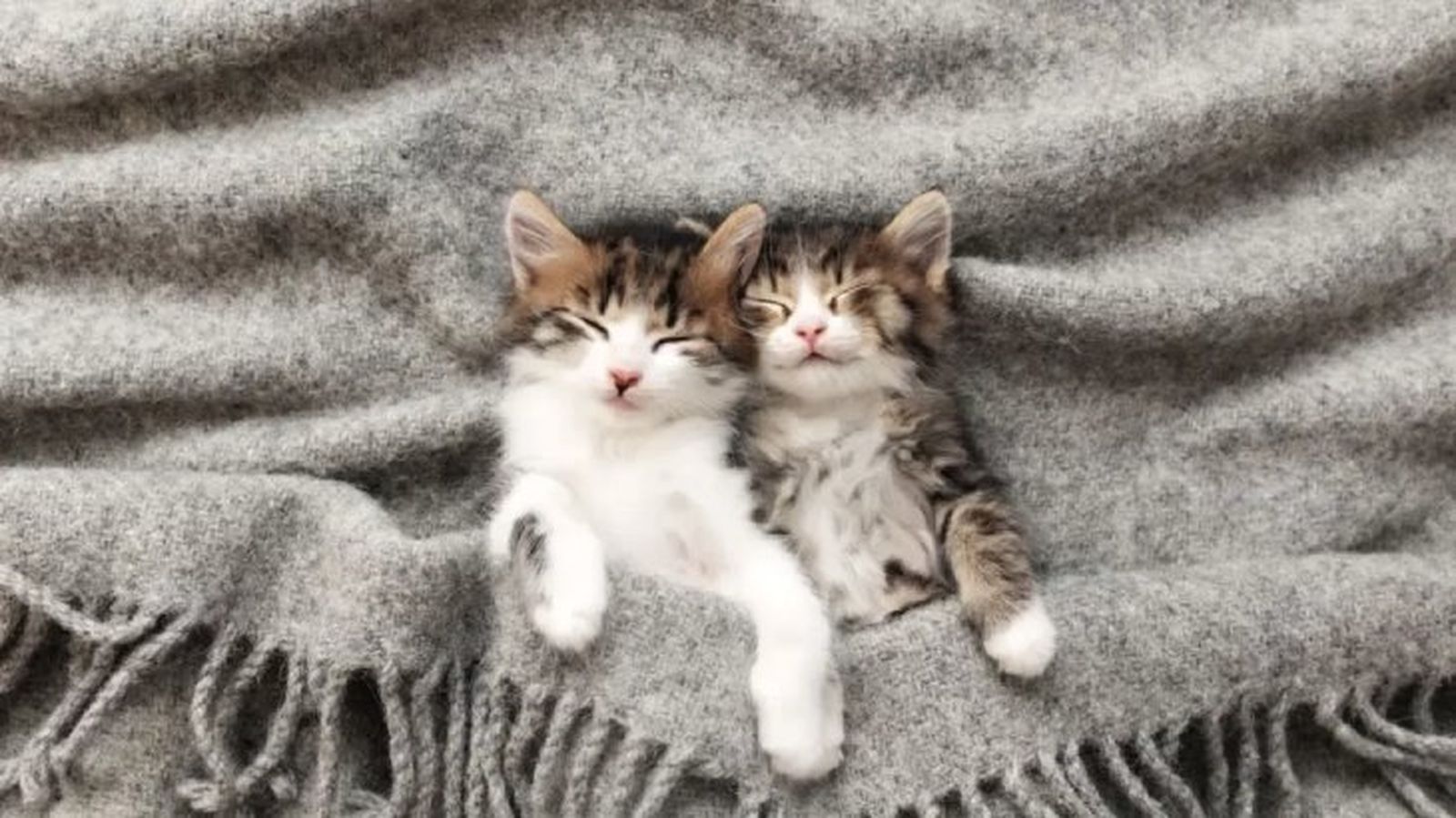 cuantas horas duerme un gato 2 cuantas horas duerme un gato 2