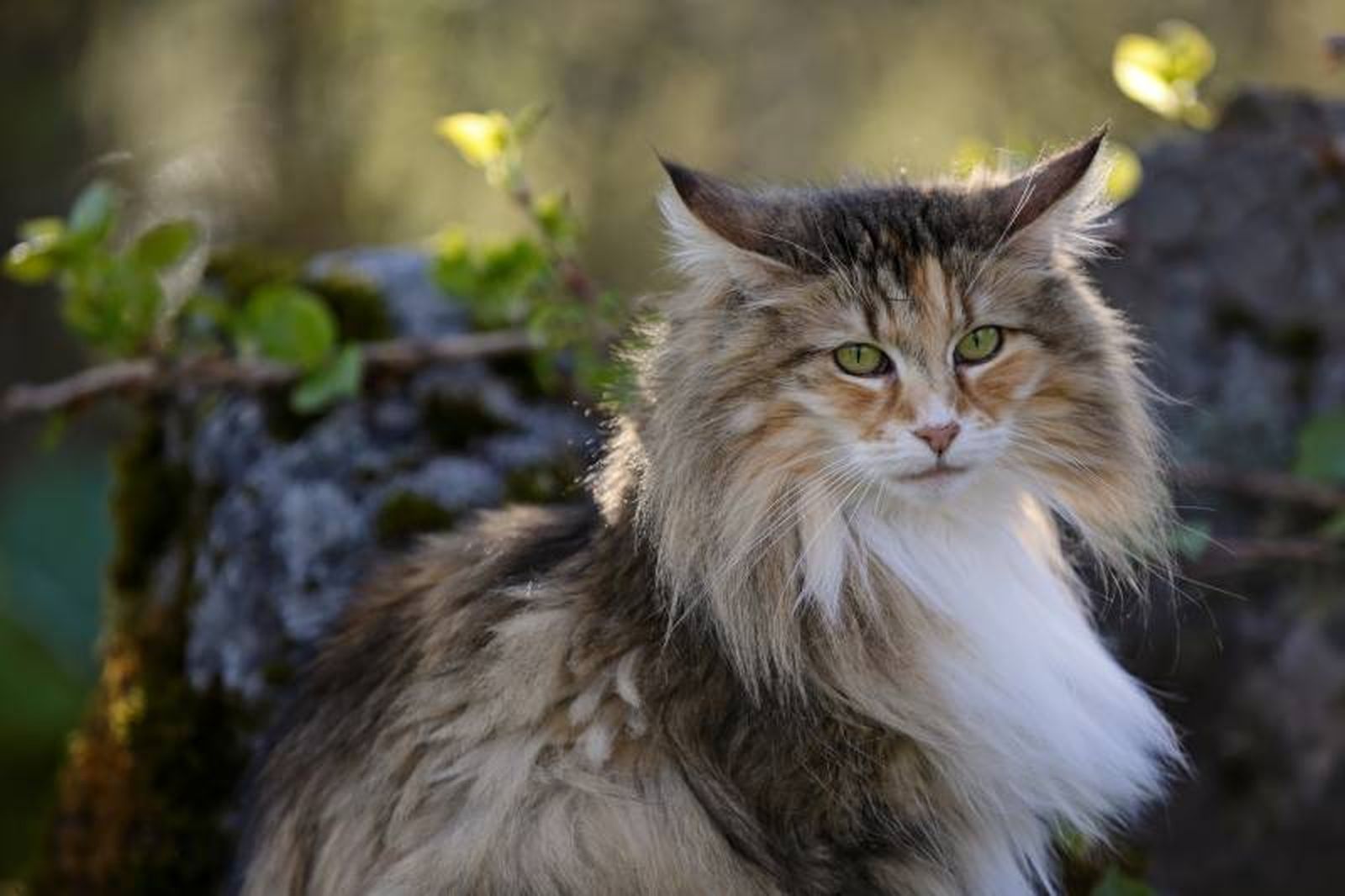 En ocasiones se le confunde con el Maine Coon, otra raza felina de gran tamaño. En ocasiones se le confunde con el Maine Coon, otra raza felina de gran tamaño.