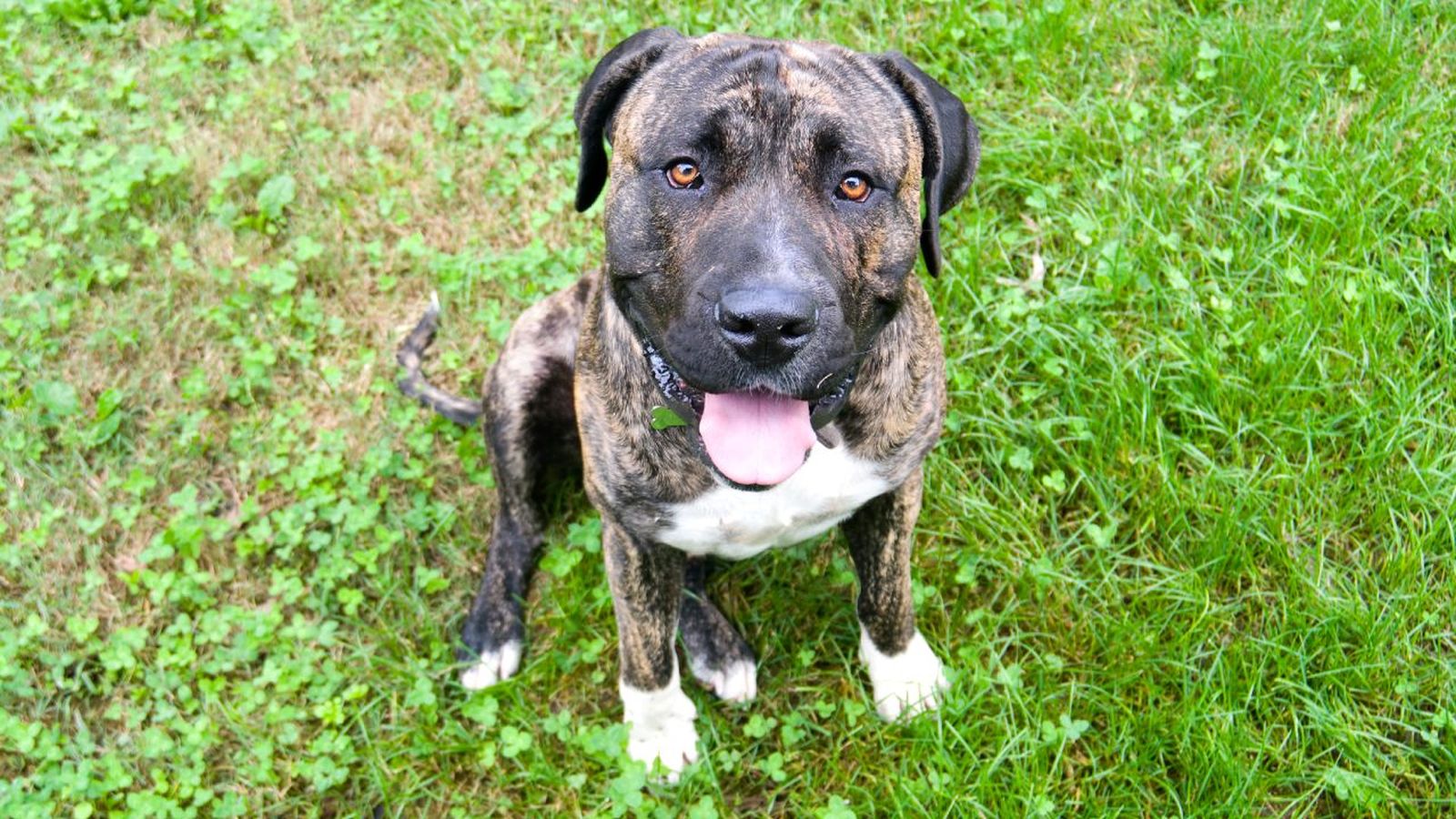 perro presa canario