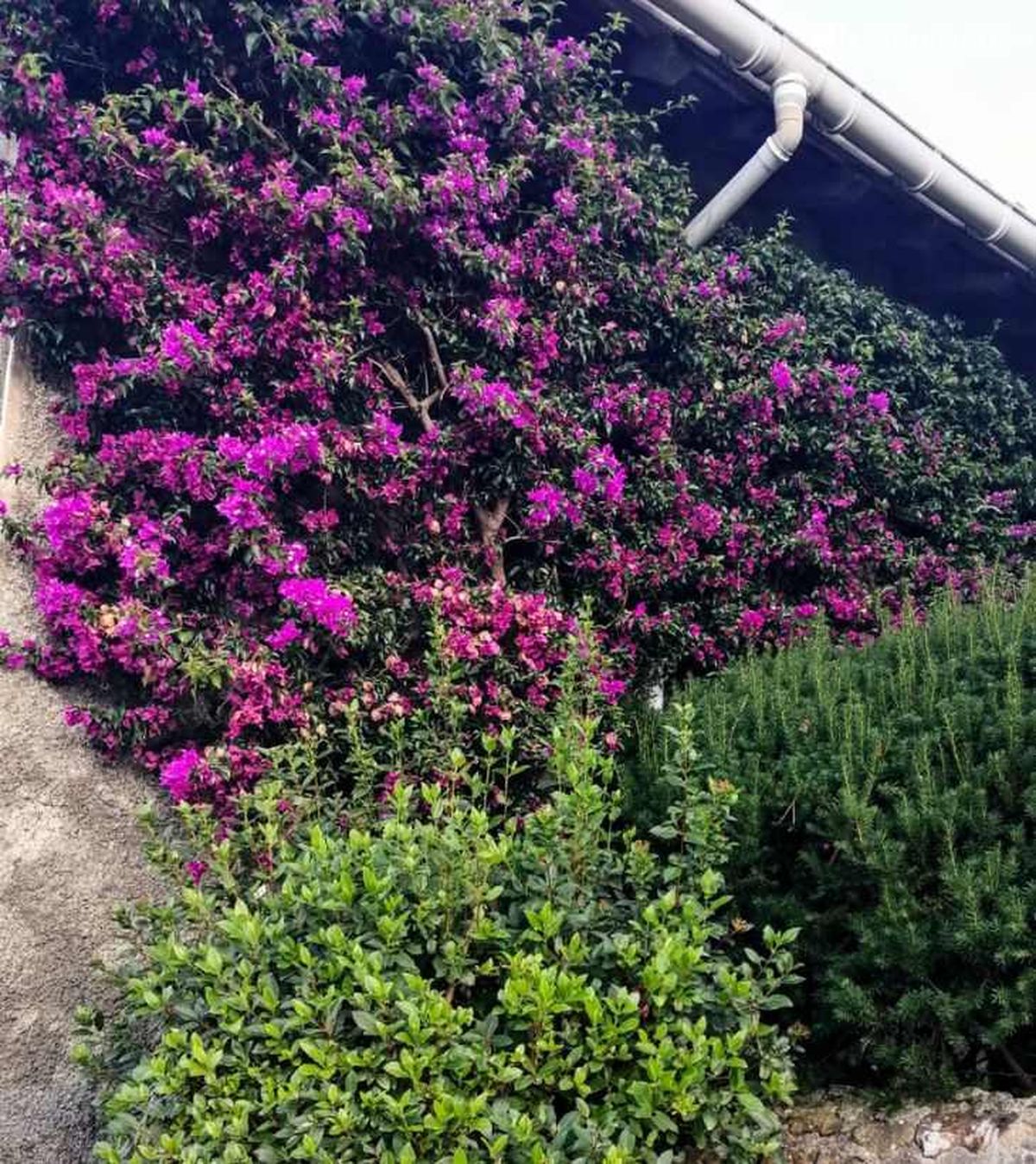 Buganvilla sobre una pared