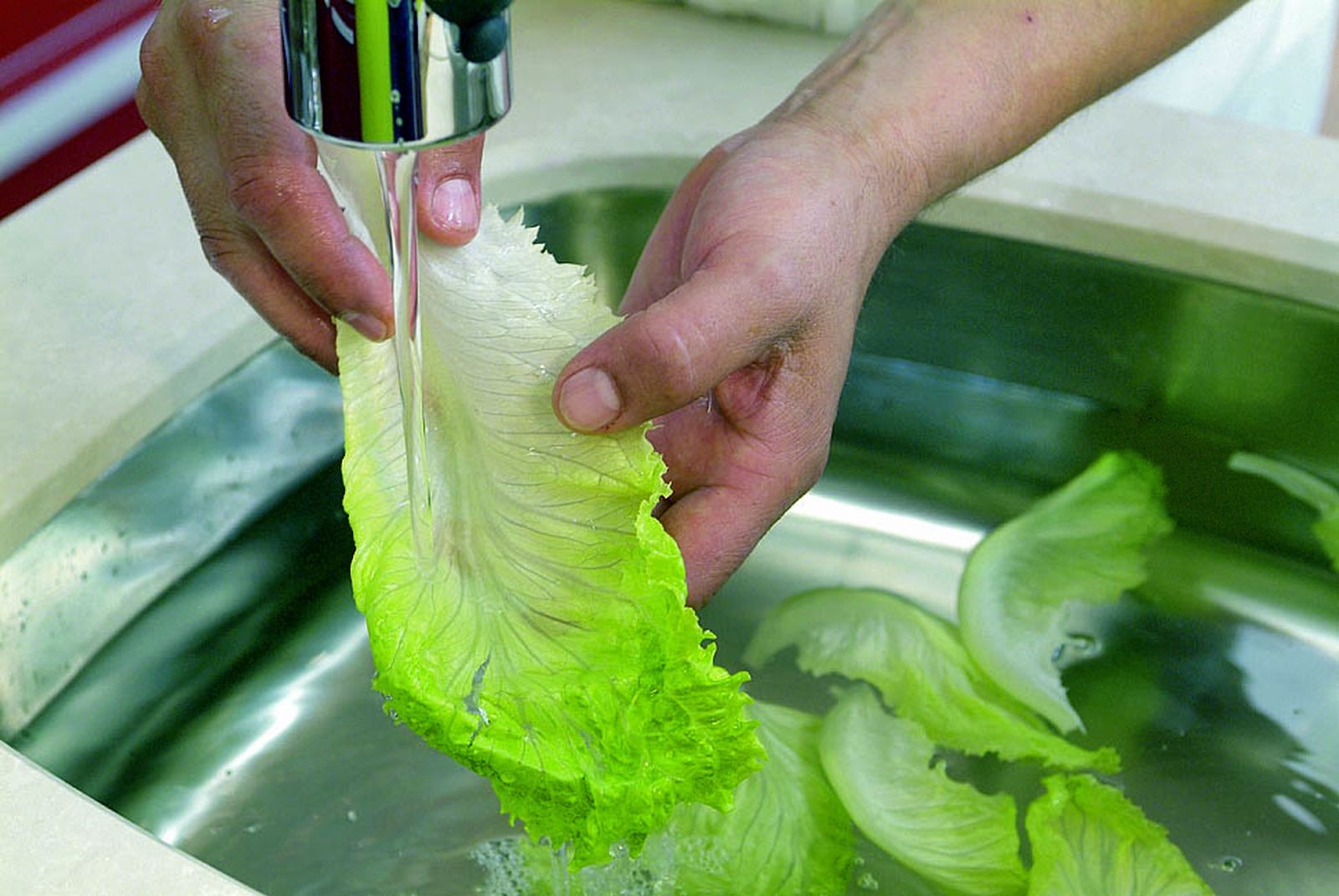 limpiar lechuga paso5 limpiar lechuga paso5