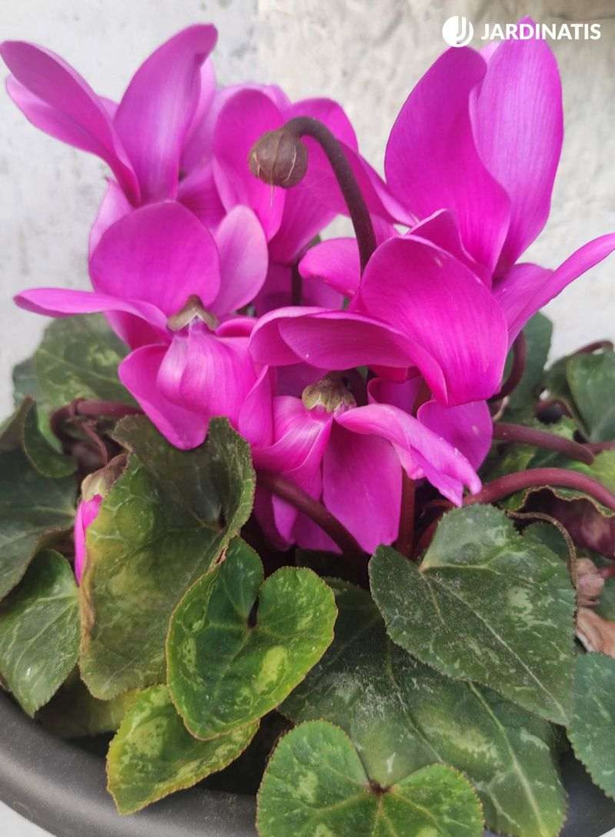 Ciclamen de flores rosas