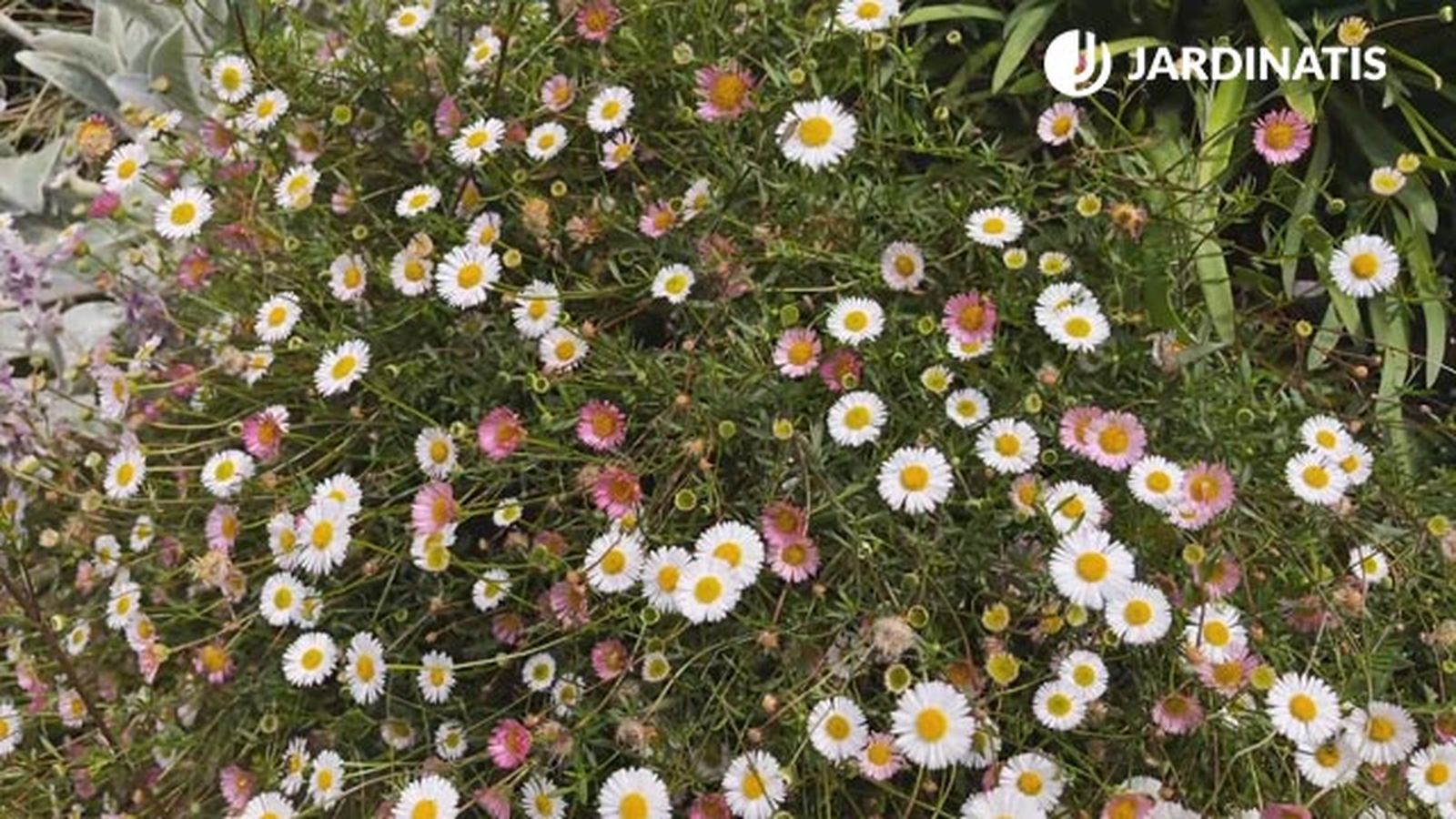 margarita erigeron karvinskianus planta flor para decorar jardin en gris blanco xl margarita erigeron karvinskianus planta flor para decorar jardin en gris blanco xl