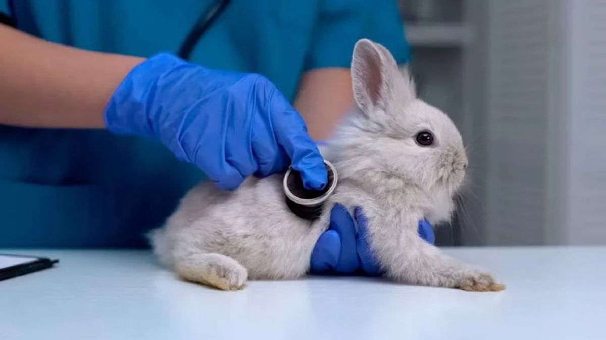 es necesario castrar a un conejo 3