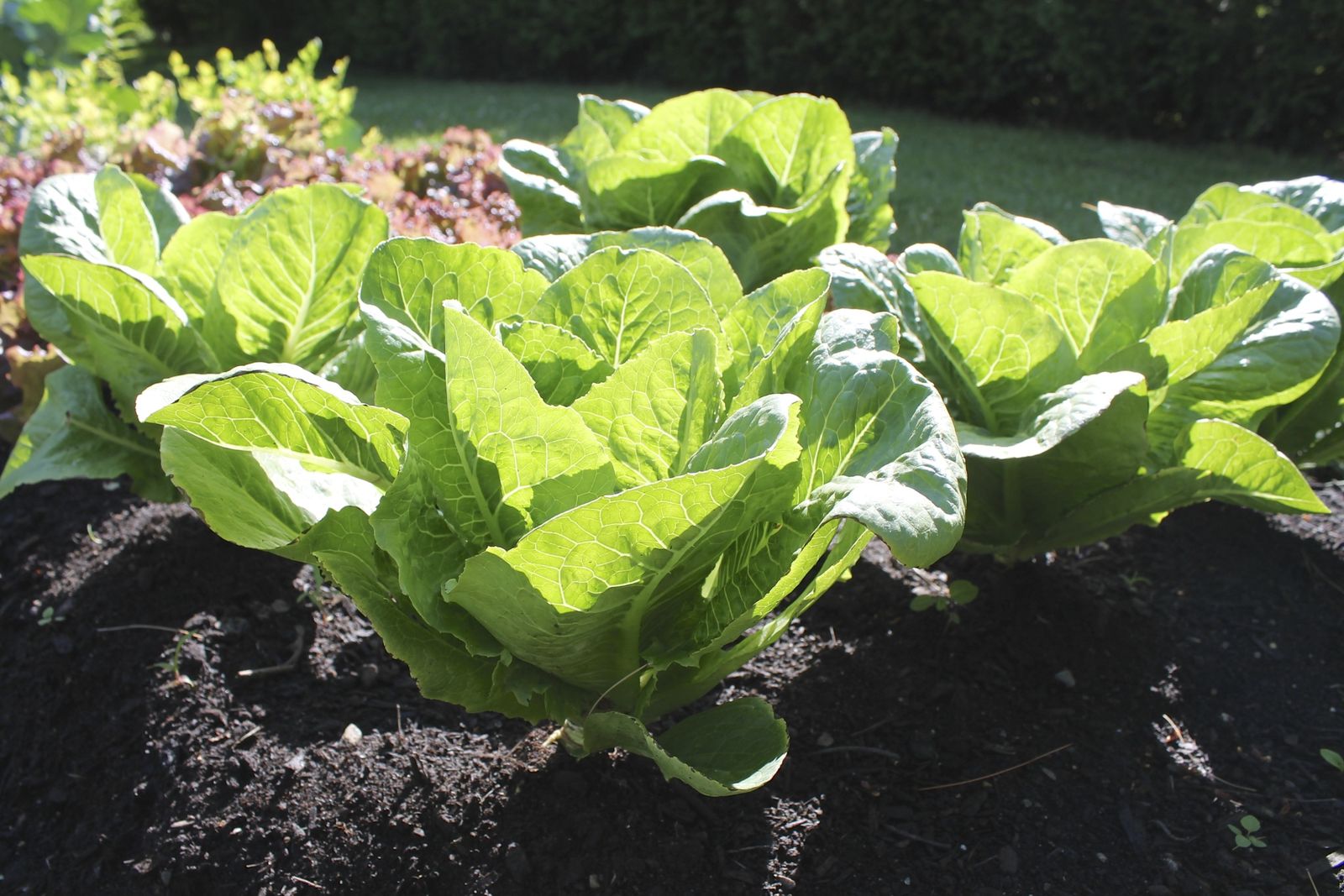 7 alimentos que puedes cultivar en casa 7 alimentos que puedes cultivar en casa