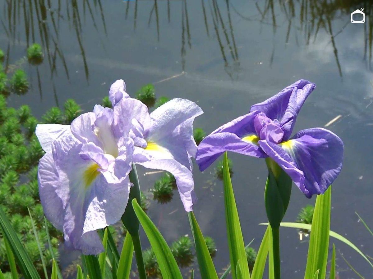 En Japón tienen una simbología muy especial.