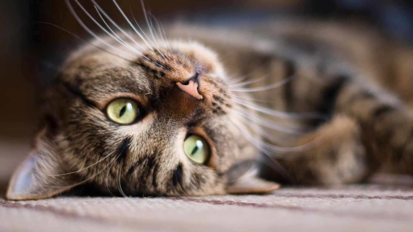 dia internacional del gato porque se celebra