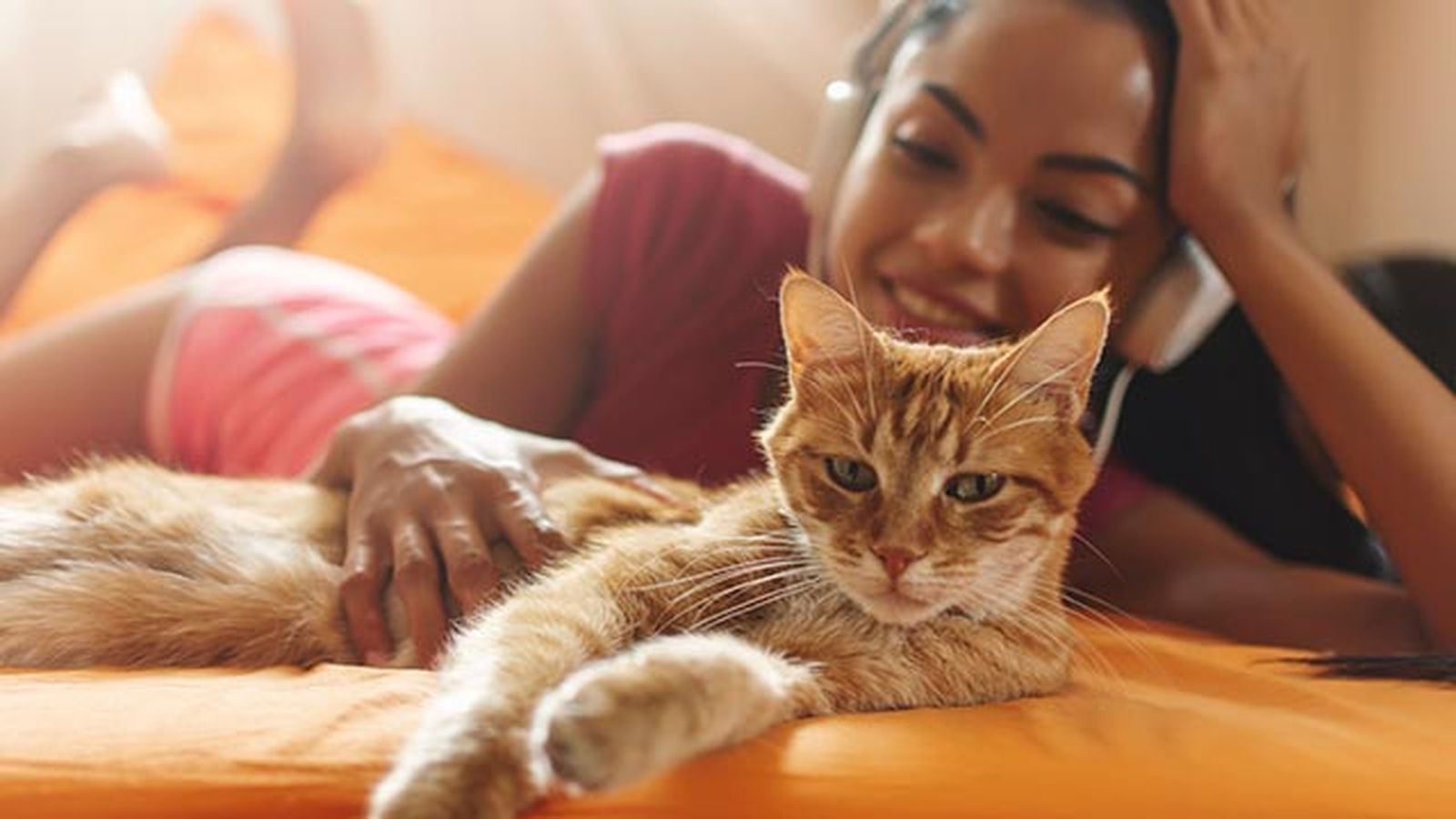 gato naranja mimoso gato naranja mimoso