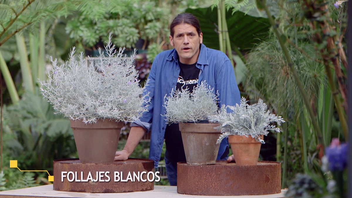 brico 951 3 eremophila nivea plantas follaje blanco